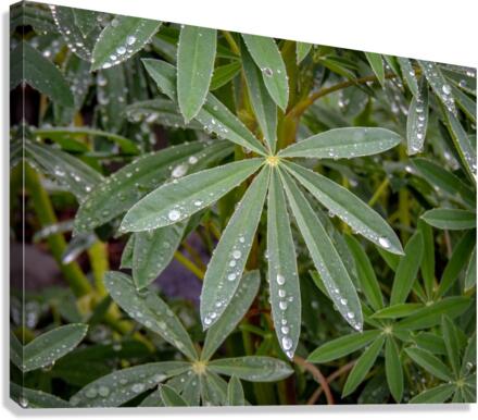 Droplets Canvas Print
