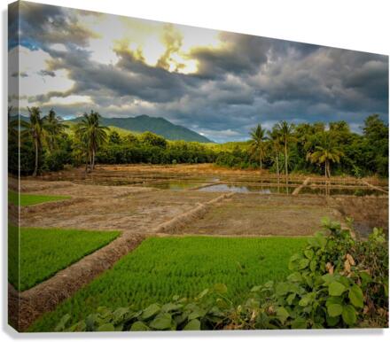 Rice Fields Canvas Print