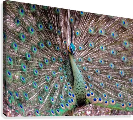 Peacock Canvas Print