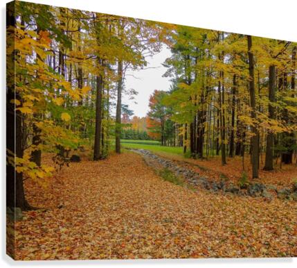 Fall Foliage Canvas Print