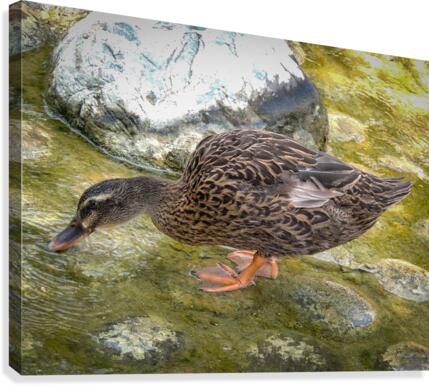 Duck Canvas Print