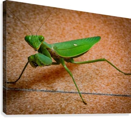 Mantis Canvas Print