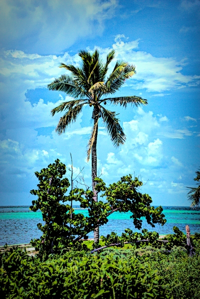 single palm 2 Print