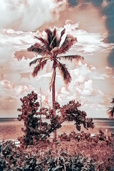 single palm 3 Print