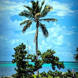 single palm 2