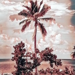single palm 3