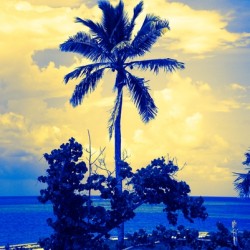 single palm 5