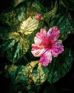 Hibiscus after the rain