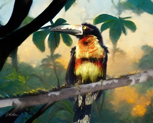 Aracari 