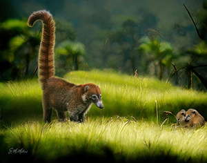 Coatimundi Family