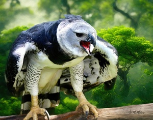Harpy Eagle