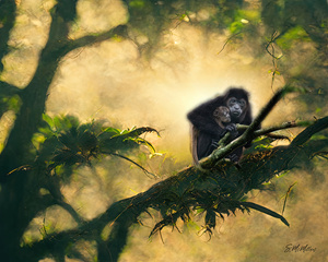 Howler Monkey and Baby