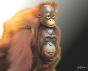 Orangutan Mother and Child  