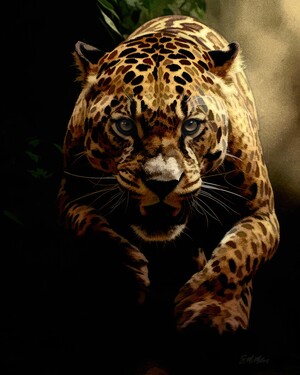 Jaguar on the Hunt 