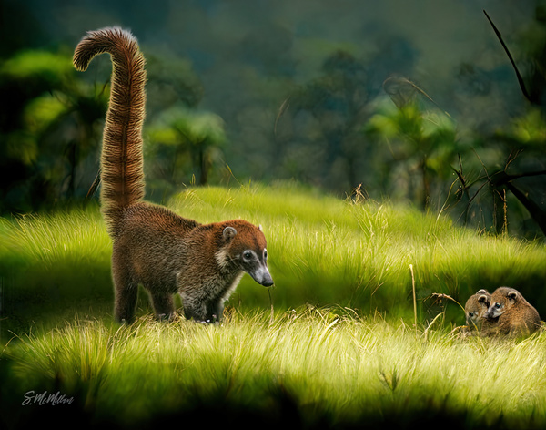 Coatimundi Family Print