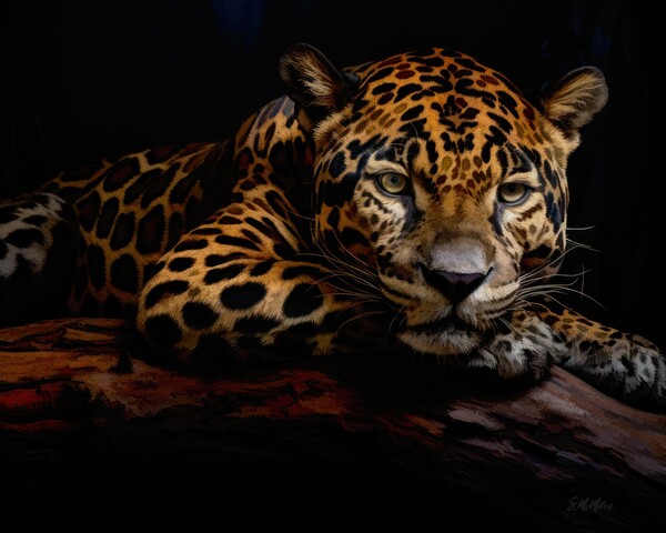 Resting Jaguar Print
