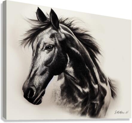 Arabian Horse  Canvas Print