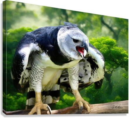 Harpy Eagle Canvas Print
