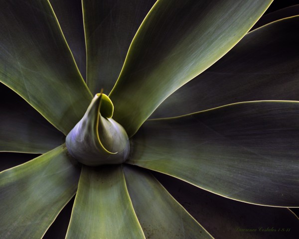 Plant In Abstract by Lawrence Costales