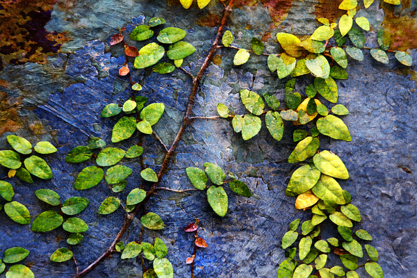 1l Vines On Metal and Stucco Print