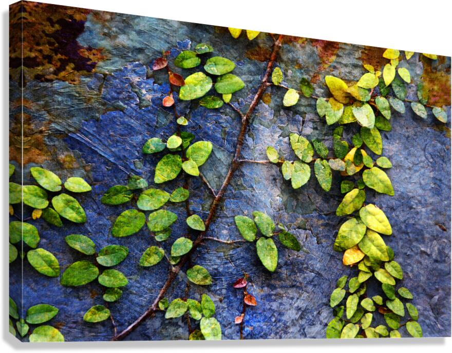 1l Vines On Metal and Stucco Canvas Print