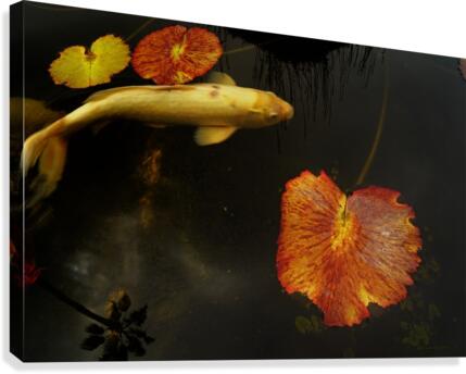Fall Koi Canvas Print