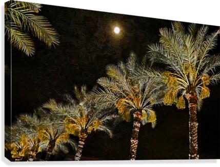 Phoenix Palms Canvas Print