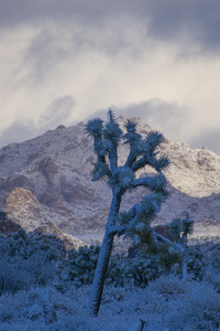 Joshua Tree Portrait