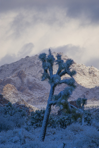 Joshua Tree Portrait by Zach Sine Photography