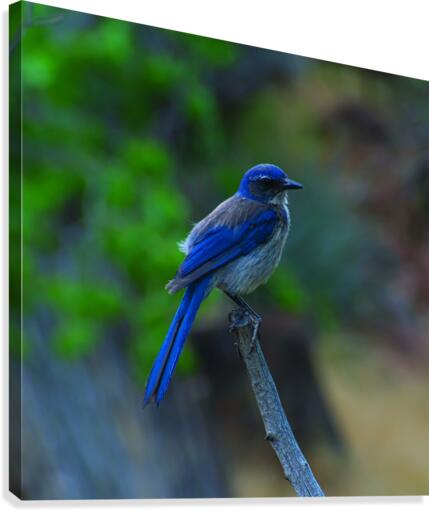 Scrub Canvas Print