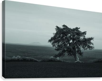 Cinder Tree Canvas Print