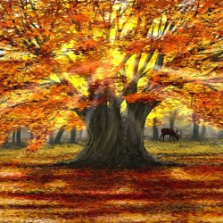 Autumn Oak