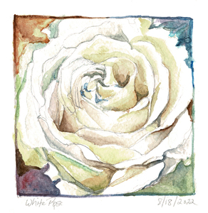 Watercolor Rose