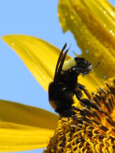 Sunflower Bee