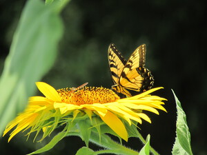 Sunflower Butterfly