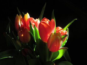 Tulips