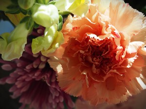 Carnation and friends