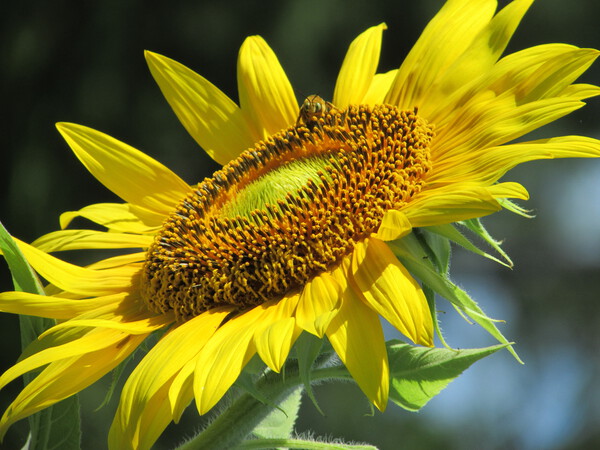 Sunflower pollinator Print