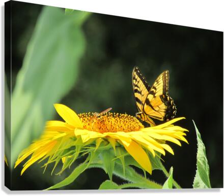 Sunflower Butterfly Canvas Print