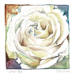Watercolor Rose