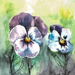 Pansies