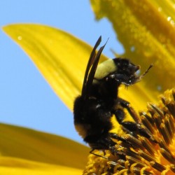 Sunflower Bee
