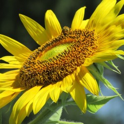 Sunflower pollinator