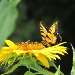 Sunflower Butterfly