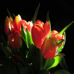 Tulips