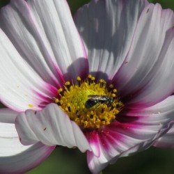 Pollinator