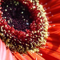 Red Daisy