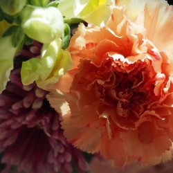 Carnation and friends