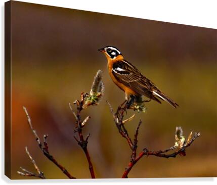 Smiths Longspur Canvas Print