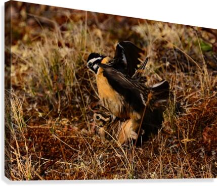 SmithsLongspur Canvas Print
